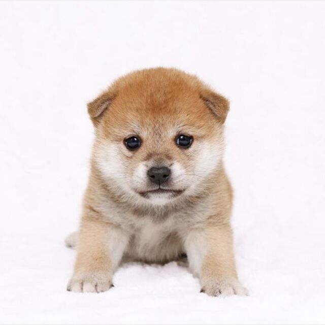 おしゃれなカットデザインもお任せ